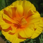 _bienfaits-de-l-escholtzia