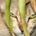 peur-des-chats