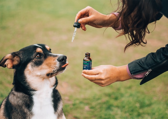 Pourquoi donner du CBD aux animaux ?