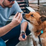 honest-paws-bPk6jTAhATk-unsplash