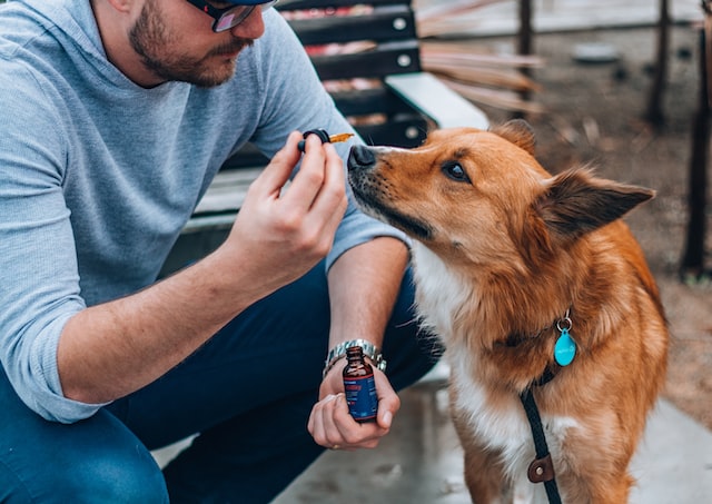 Comment utiliser le CBD pour les animaux ?