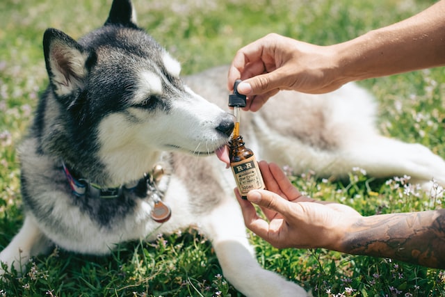 Quel CBD pour animaux ?